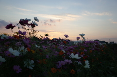 2014/10/19_夕暮れのコスモス畑
