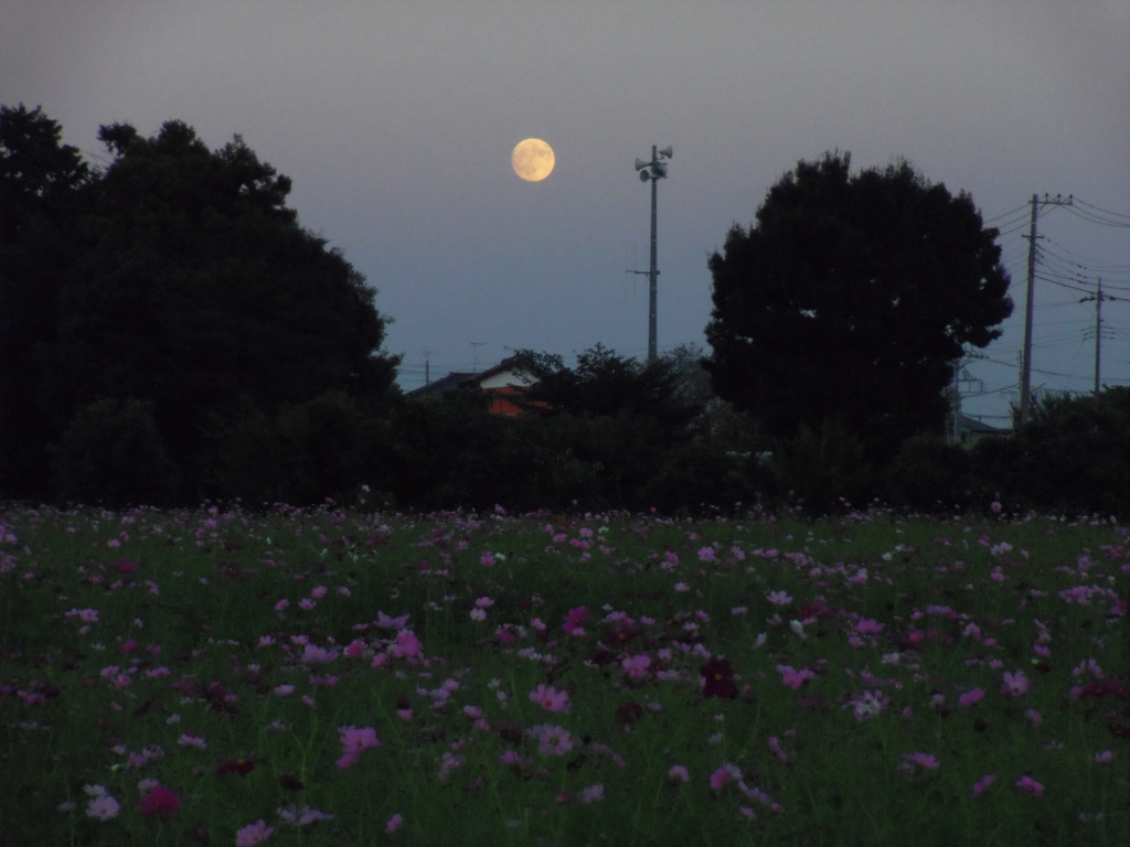 2016/10/15_蓮田駒崎コスモス畑に月