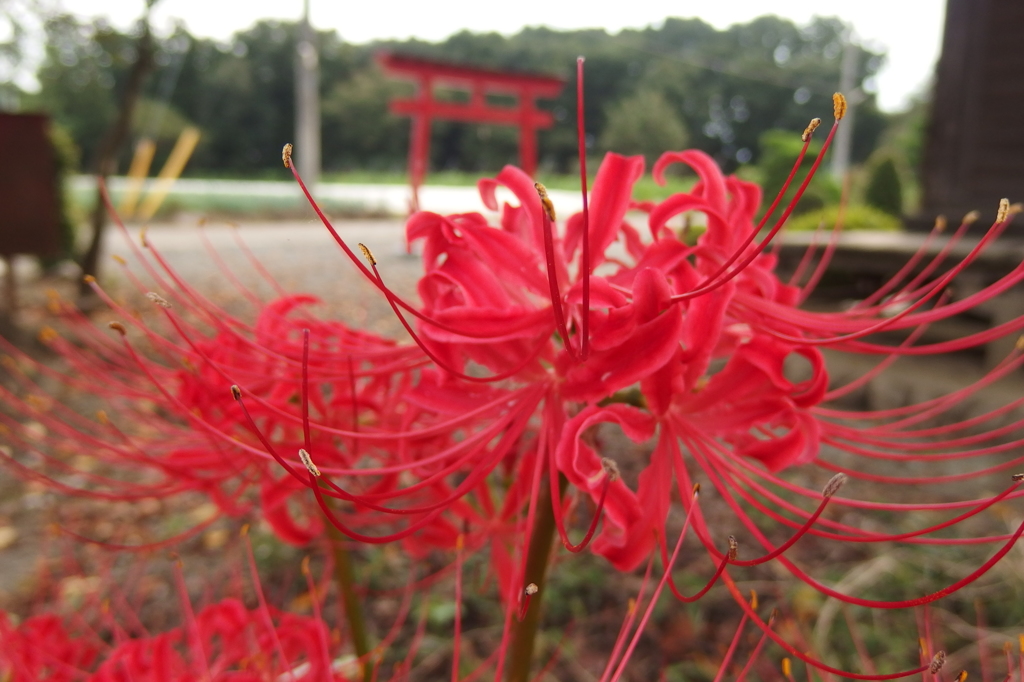 2015/09/21_神社の彼岸花