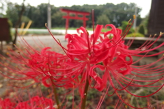 2015/09/21_神社の彼岸花
