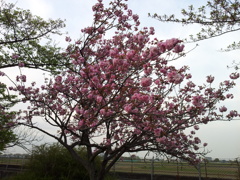 2016/04/16_見沼代用水の八重桜
