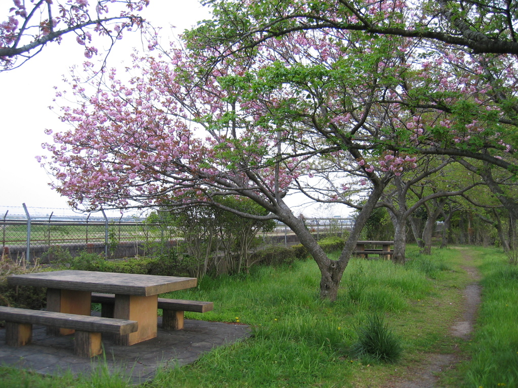 2016/04/16_見沼代用水の八重桜