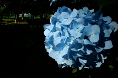 2014/06/15_伊奈アジサイ園