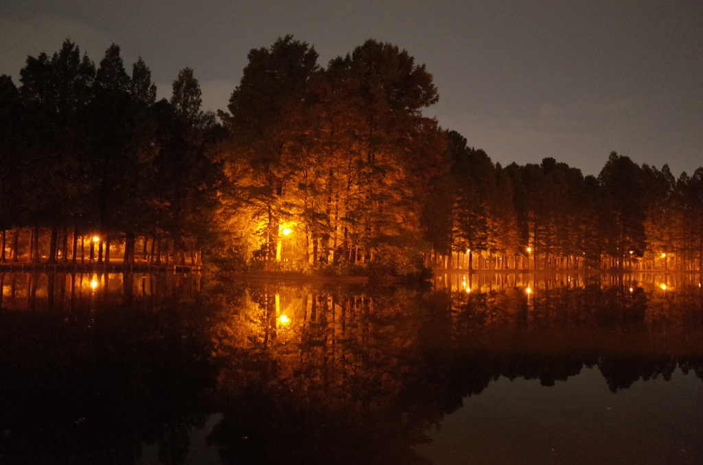 2014/11/02_夜の別所沼公園