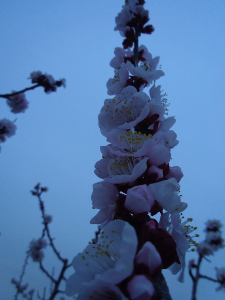 2017/03/05_夕暮れの白梅