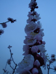 2017/03/05_夕暮れの白梅