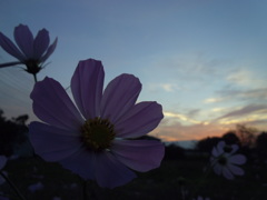 2016/10/30_夕暮れコスモス