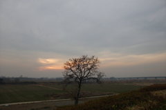 2014/01/25_夕暮れの木