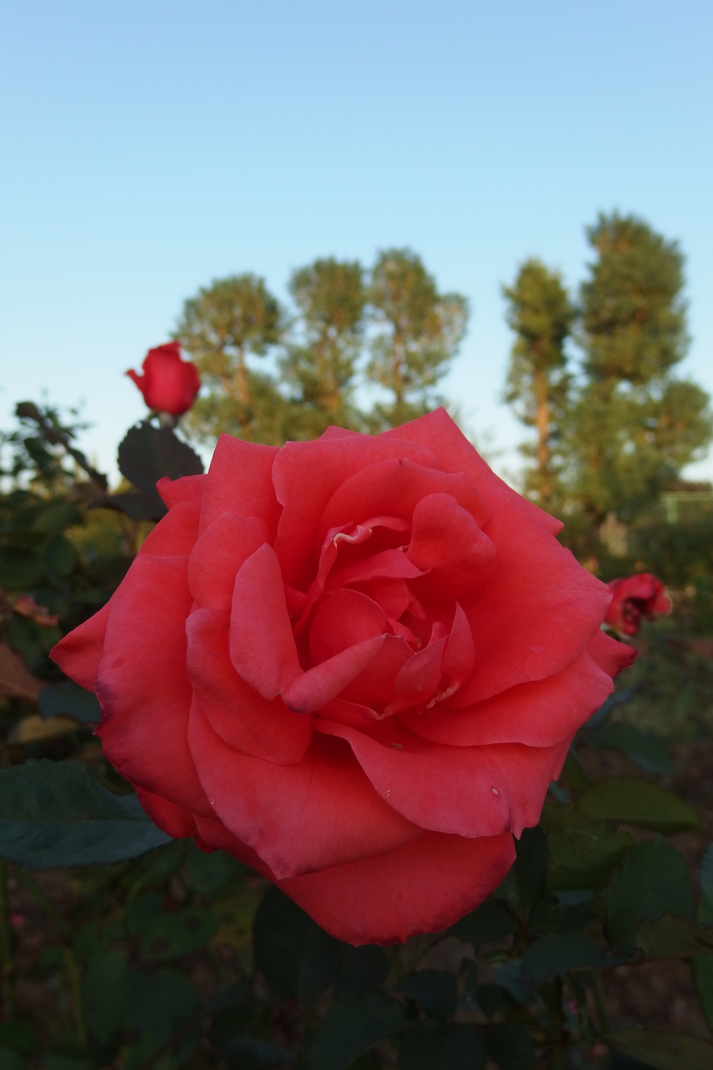 2015/10/18_伊奈バラ園の薔薇