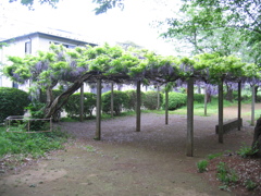 2017/05/03_氷川児童公園の藤
