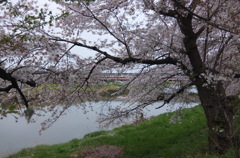 2015/04/04_元荒川の桜