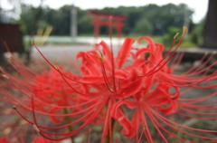 2015/09/21_神社の彼岸花