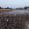 2015/03/22_黒浜沼の主?