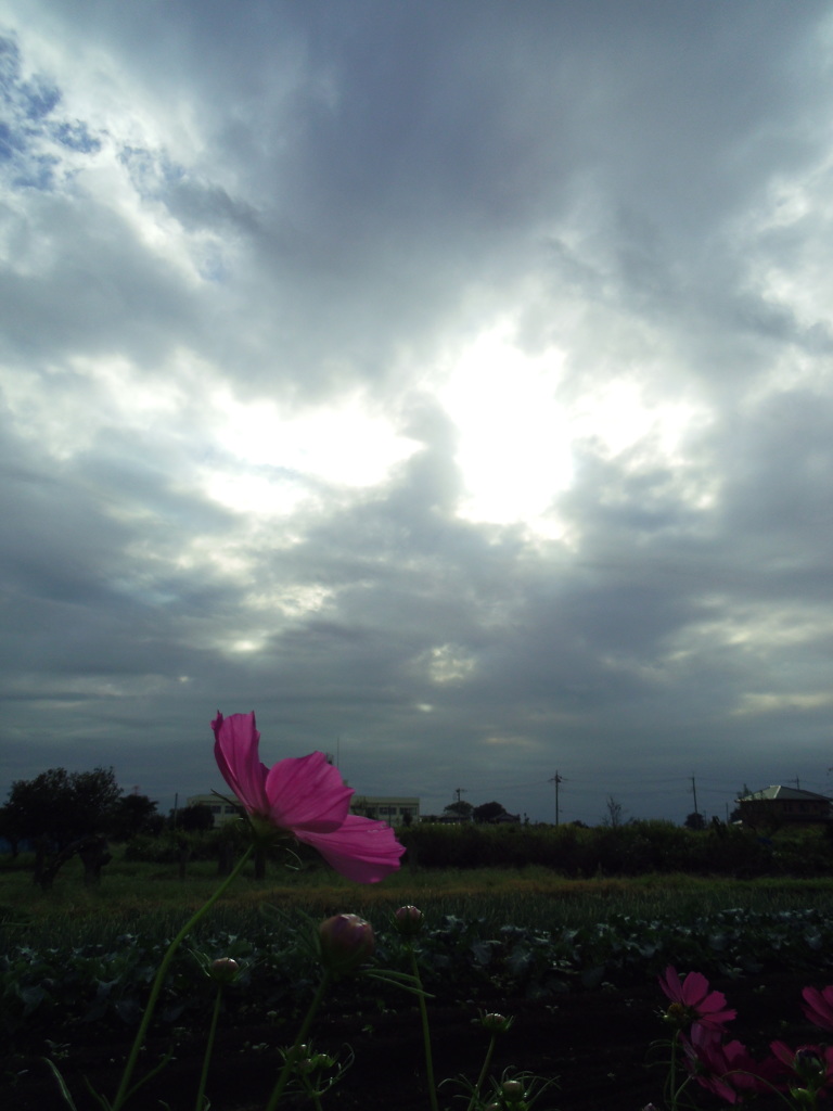 2016/10/10_曇天のコスモス