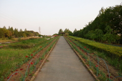 2015/04/25_花の丘農林公苑