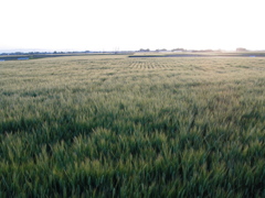 2017/05/05_麦畑