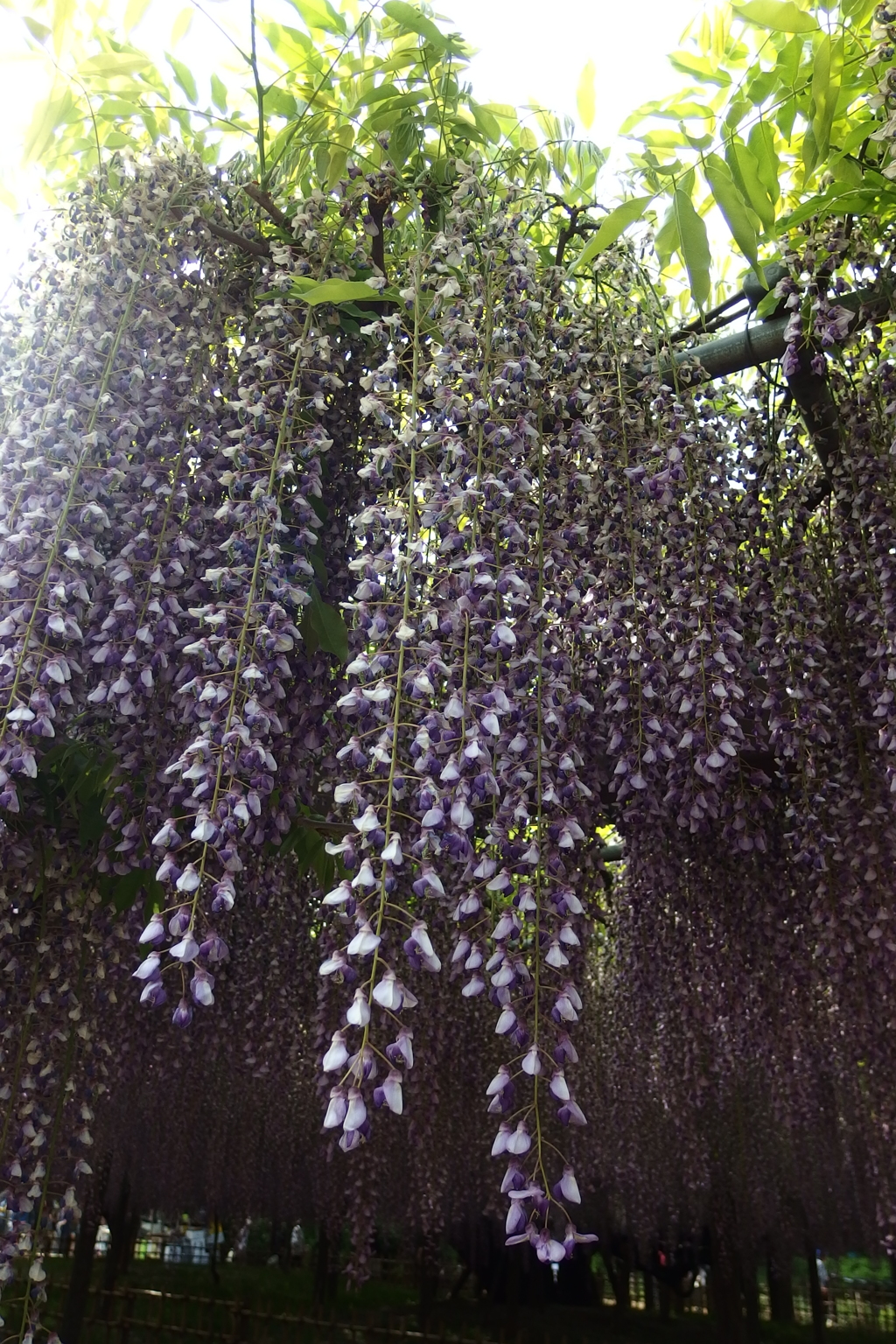 2015/05/03_玉敷公園の藤