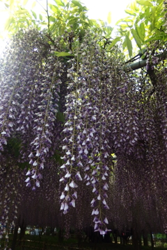 2015/05/03_玉敷公園の藤