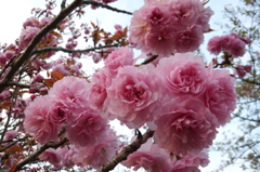 2016/04/16_見沼代用水の八重桜