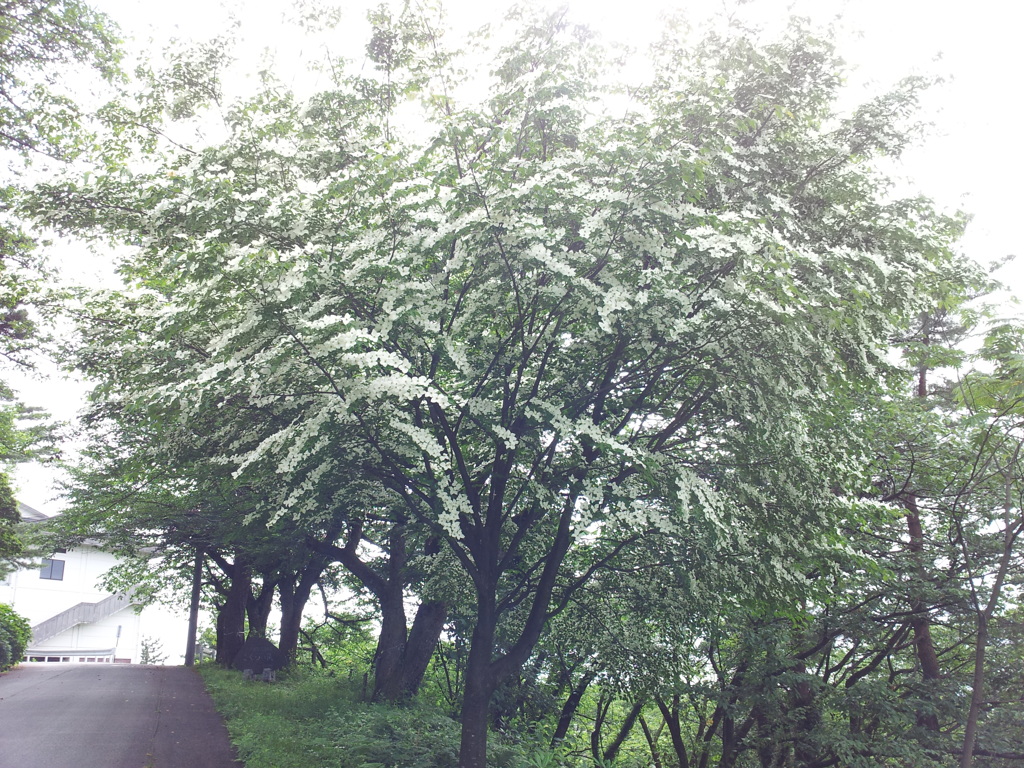 2018/06/16_天神山の山法師