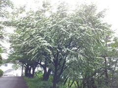 2018/06/16_天神山の山法師