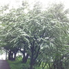 2018/06/16_天神山の山法師