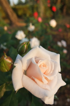 2015/10/18_伊奈バラ園の薔薇