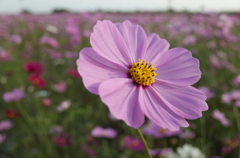 2015/11/01_吹上のコスモス畑