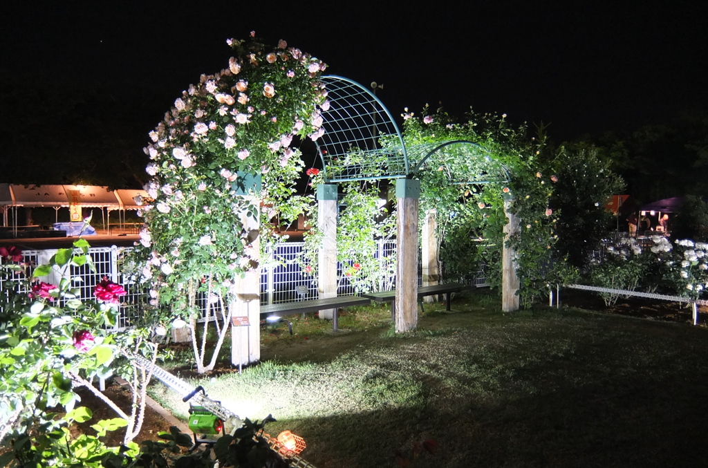 2014/05/18_夜の伊奈バラ園