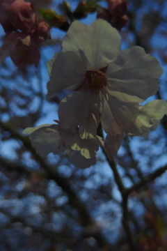 2016/03/26_高尾さくら公園の夕暮れ桜（陽光）