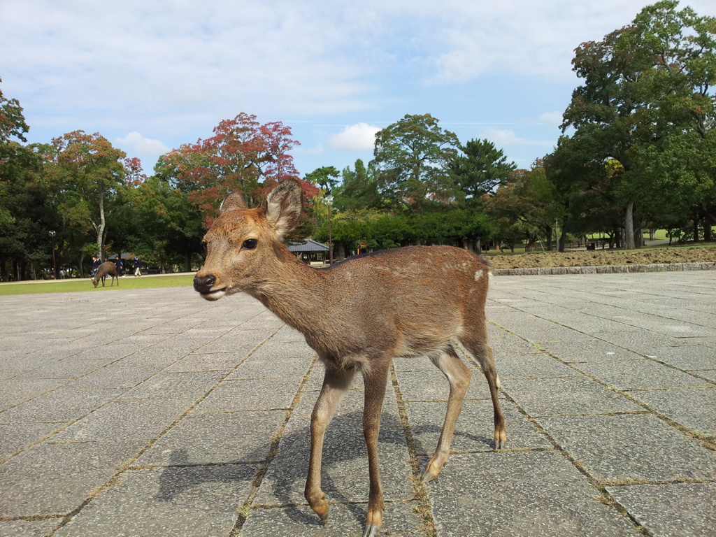 2016/10/18_奈良公園の鹿