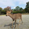 2016/10/18_奈良公園の鹿