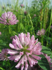 2017/05/14_アカツメクサ