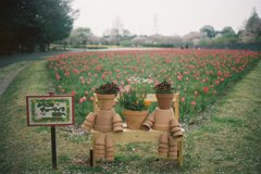 2016/04/09_花の丘農林公苑のチューリップ