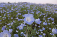 2015/04/25_花の丘農林公苑のネモフィラ