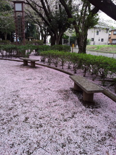 2016/04/10_氷川児童公園の桜