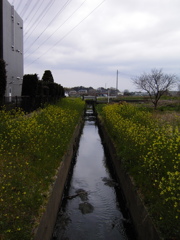 2017/04/01_曇天の用水路と菜の花