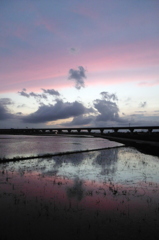 2015/06/28_水田の夕暮れ