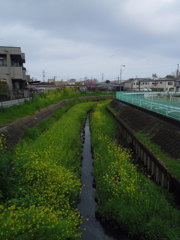 2017/04/09_芝川の菜の花