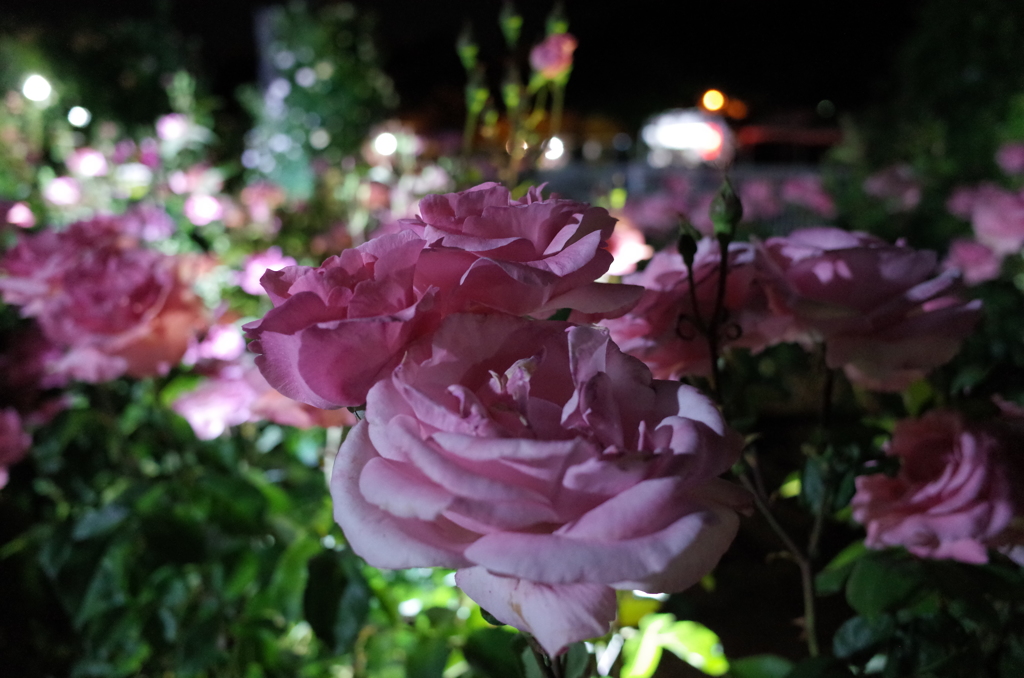 2015/05/17_夜の伊奈バラ園