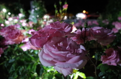 2015/05/17_夜の伊奈バラ園
