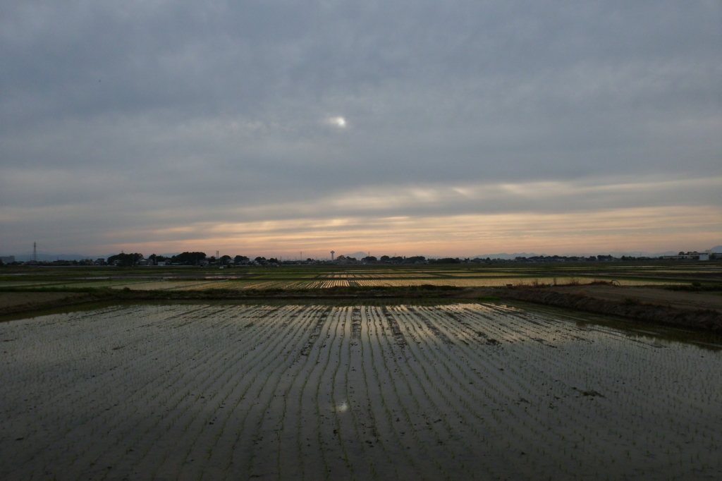 2015/05/31_水田の夕暮れ