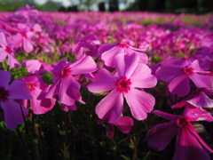 2017/04/23_花の丘農林公苑の芝桜