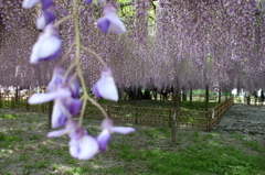 2015/05/03_玉敷公園の藤