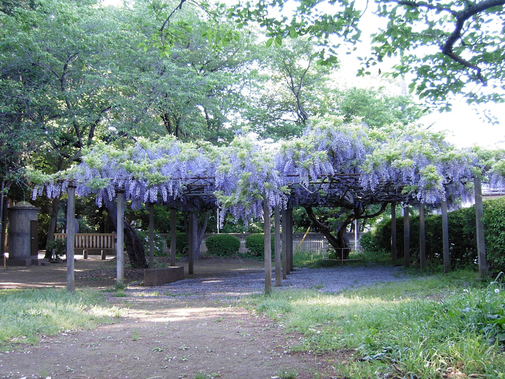 2017/05/04_氷川児童公園の藤