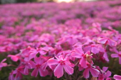 2015/04/25_花の丘農林公苑の芝桜