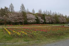 2016/04/09_花の丘農林公苑のチューリップ（と桜）