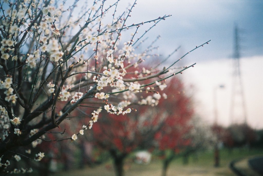 2016/02/14_花の丘農林公苑の白梅