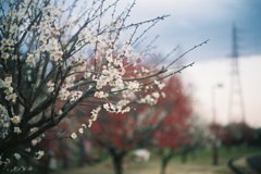 2016/02/14_花の丘農林公苑の白梅