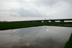 2015/07/05_水田に曇天